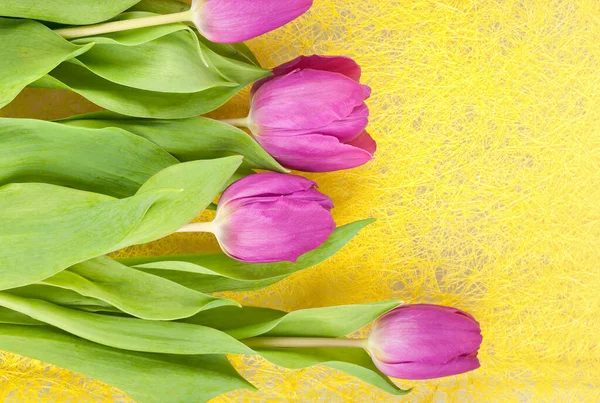 Tulipanes morados — Foto de Stock