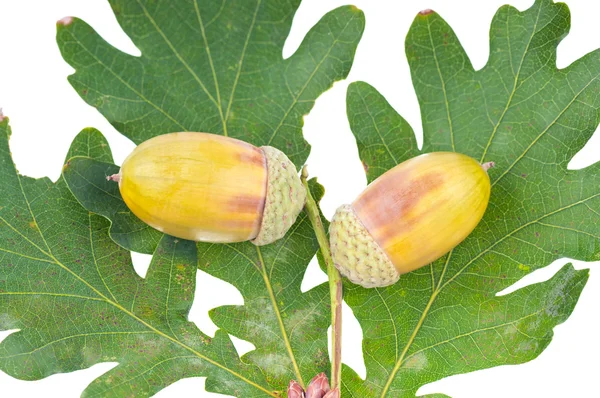 The acorns — Stock Photo, Image