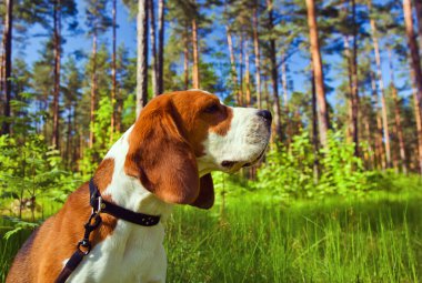 Beagle in forest clipart