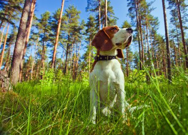 Beagle in forest clipart
