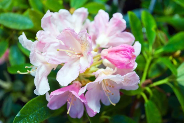 Roze rododendron — Stockfoto