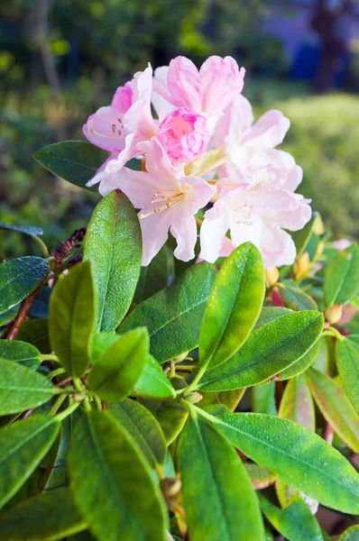 Рододендрон розовый — стоковое фото