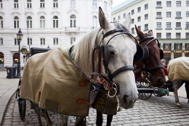 Viyana'da atlar.