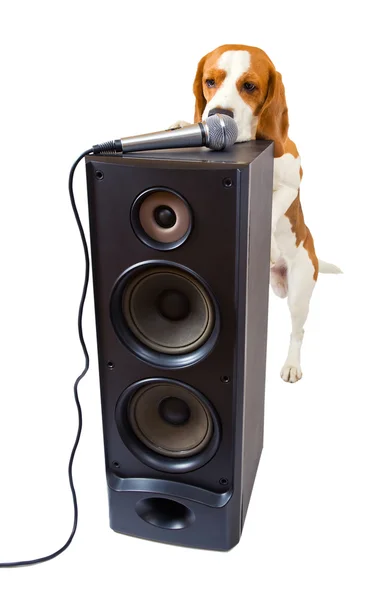 Şarkı söyleyen köpek — Stok fotoğraf