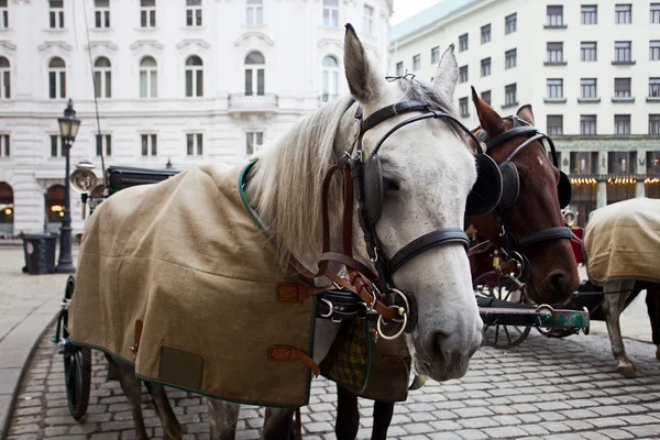 Hästar i Wien. Royaltyfria Stockbilder