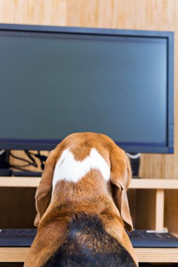 bilgisayar başında oturan köpek.