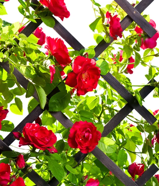 赤いバラの茂み — ストック写真