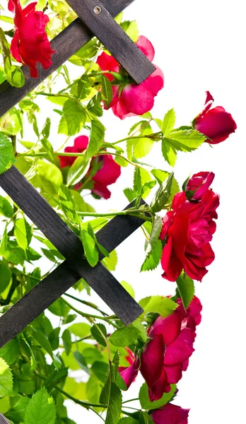 Red rose bush — Stock Photo, Image