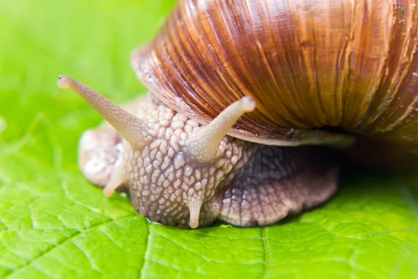 大葡萄蜗牛 — 图库照片