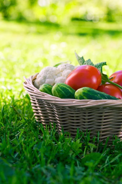 stock image Vegetables in basket