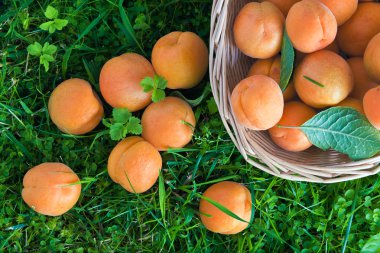 Apricots clipart