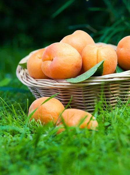 Abricots — Photo