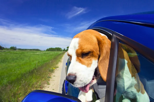 Beagle in de blauwe auto — Stockfoto