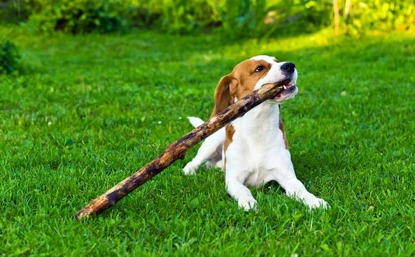 Hund spielt mit einem Stock — Stockfoto