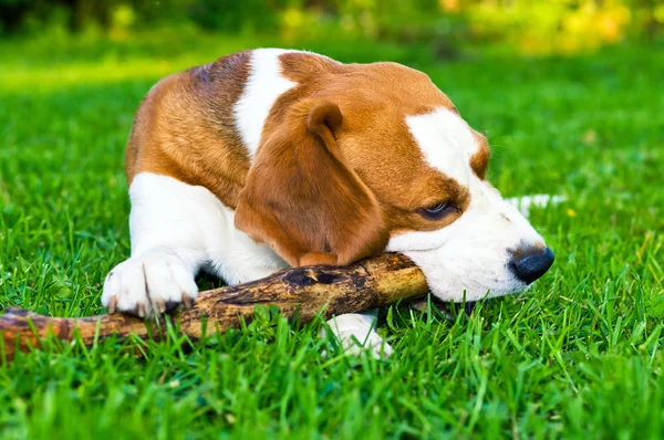 개는 막대기로 재생 — 스톡 사진