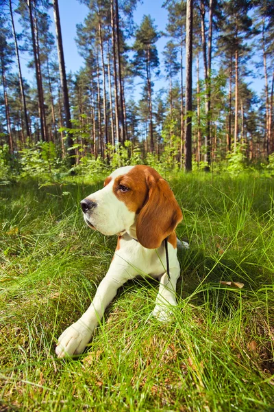 Beagle dans la forêt — Photo