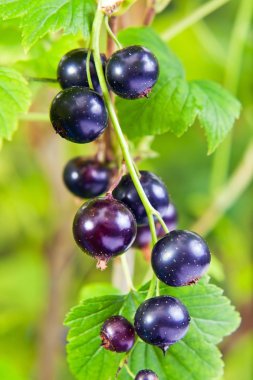 Black currant clipart