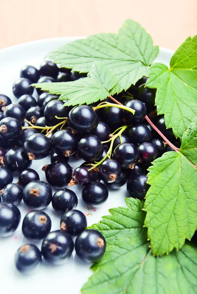 stock image Black currant