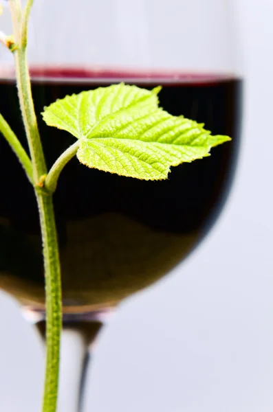 Liść winorośli — Zdjęcie stockowe