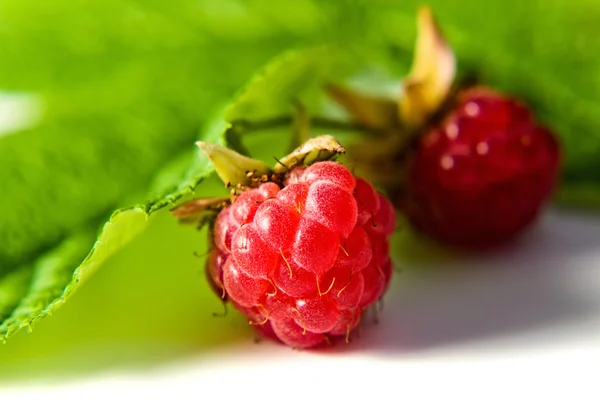 Red raspberry on a white background — Stock Photo, Image