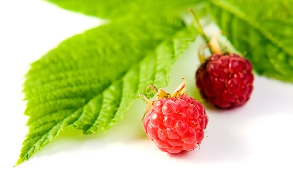 Red raspberry on a white background — Stock Photo, Image