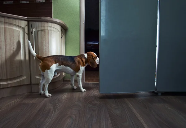 Beagle in keuken — Stockfoto
