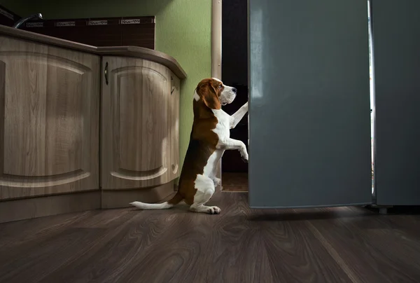 Beagle i kichen — Stockfoto