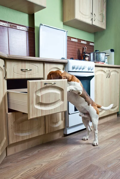 在厨房的小猎犬 — 图库照片