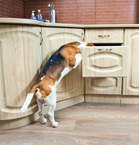 在厨房的小猎犬 — 图库照片