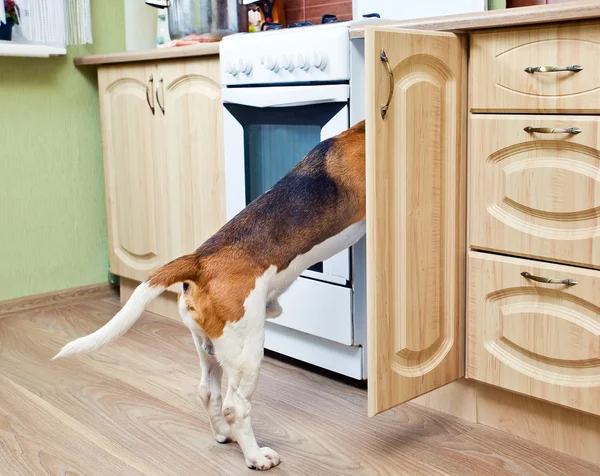 Beagle em kichen — Fotografia de Stock