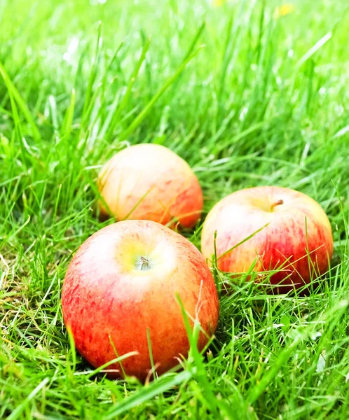 Яблоки на траве — стоковое фото