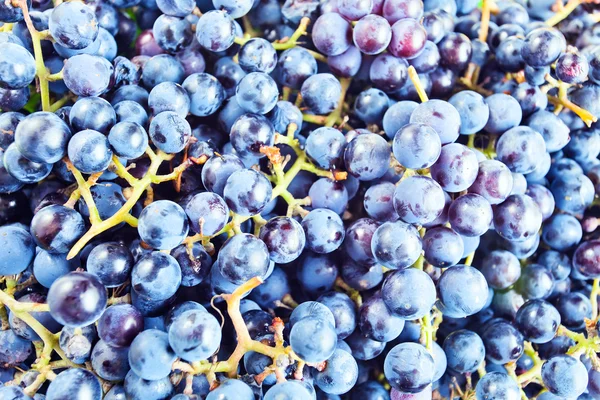 Grapes for wine manufacturing. — Stock Photo, Image
