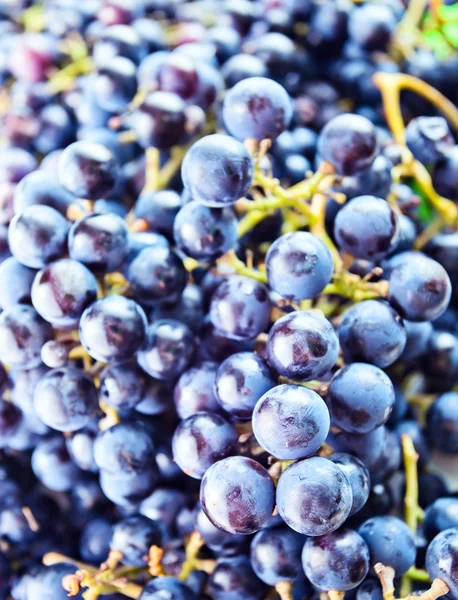 Grapes for wine manufacturing — Stock Photo, Image