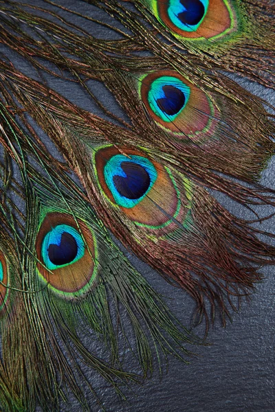 Hermosos ojos exóticos de plumas de pavo real — Foto de Stock