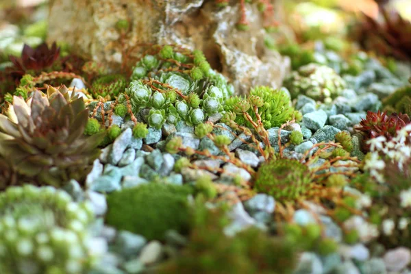 Detalle del jardín de roca — Foto de Stock