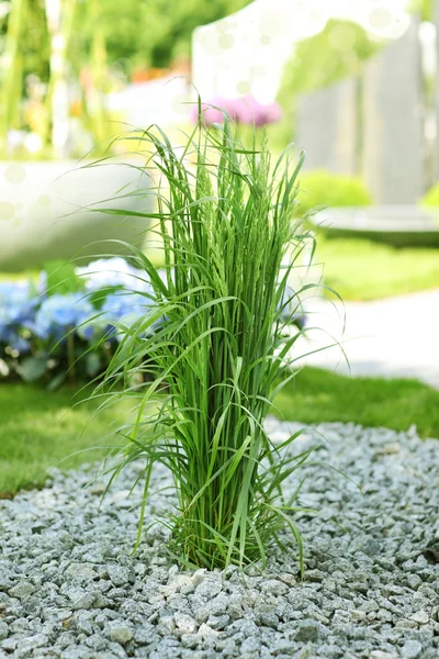 Okrasné trávy na zahradě — Stock fotografie
