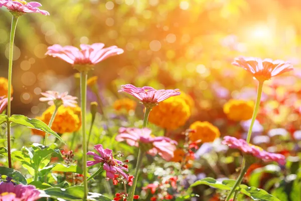 Abstract flowerbed in sunny day — Stock Photo, Image