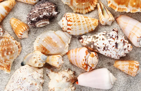 Seashells fundo — Fotografia de Stock