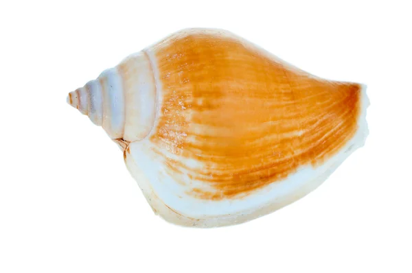 Shell no fundo branco . — Fotografia de Stock