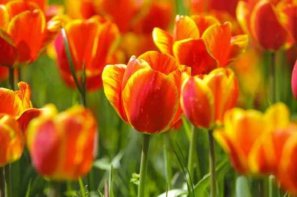 stock image Tulip flower