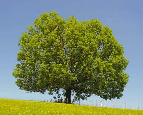 Árvore de cinza única — Fotografia de Stock