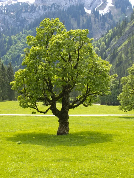 Tek Akça ağaç — Stok fotoğraf