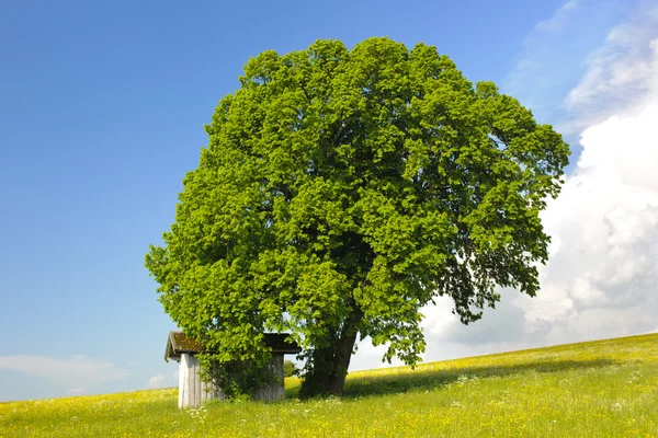 Enda linden tree — Stockfoto