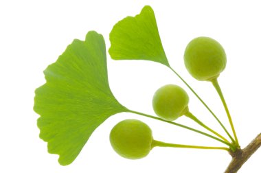 Ginkgo leaf clipart