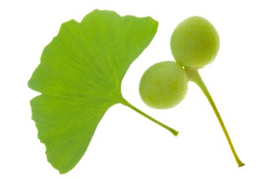 Ginkgo yaprağı