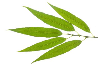 Willow leaf