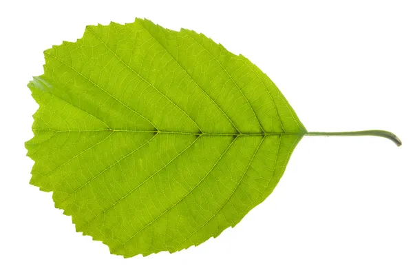 Olcha liść — Zdjęcie stockowe