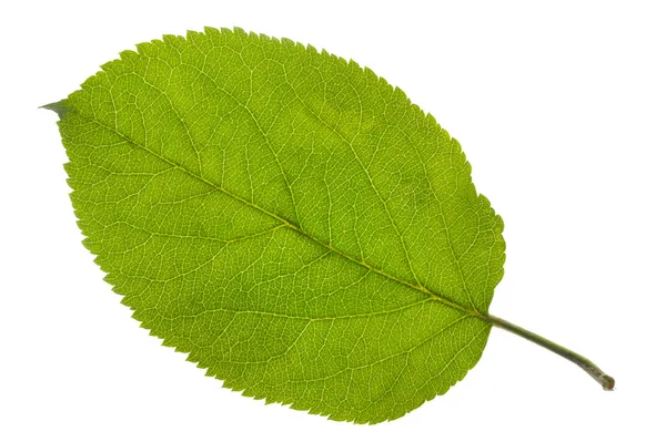 アップル ツリーの葉 — ストック写真