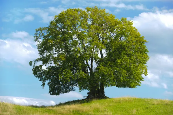 Grande única árvore de faia — Fotografia de Stock