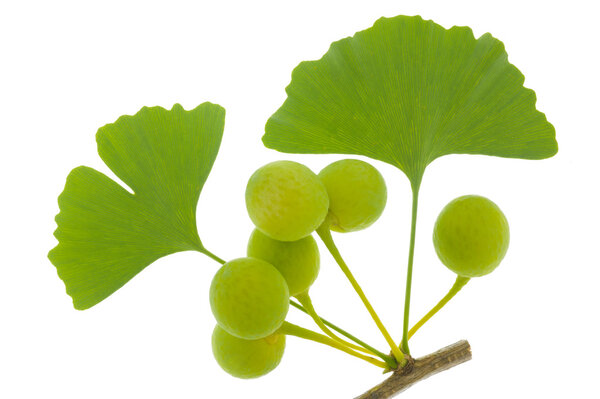 Лист Гинкго
